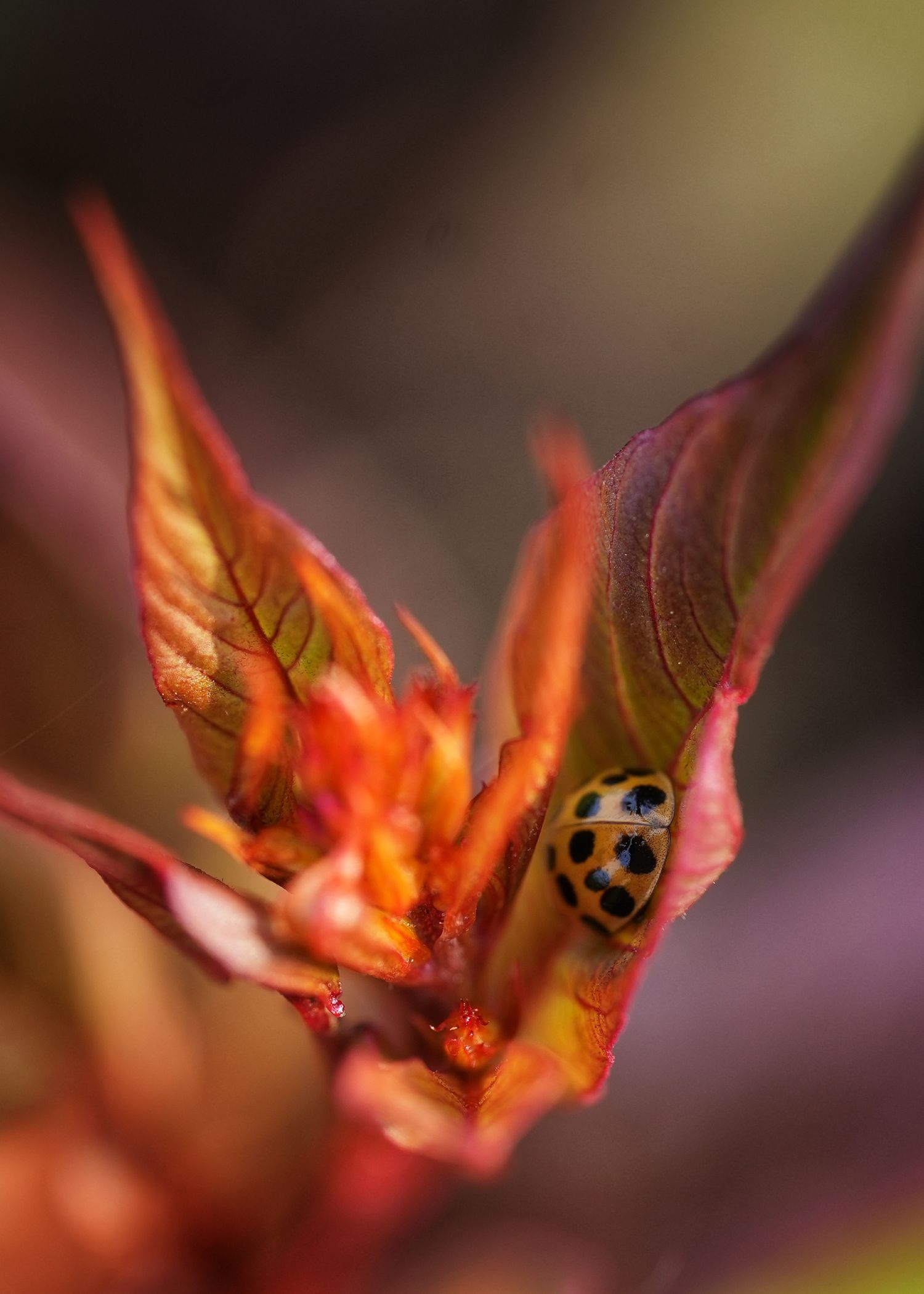 Fleurs