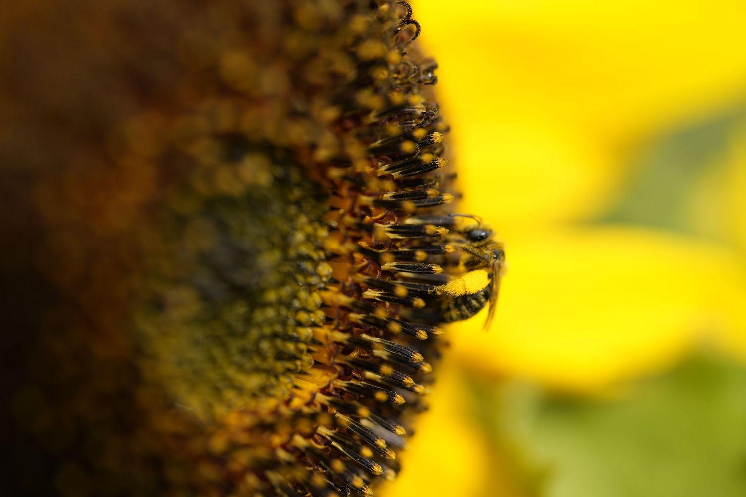 Fleurs