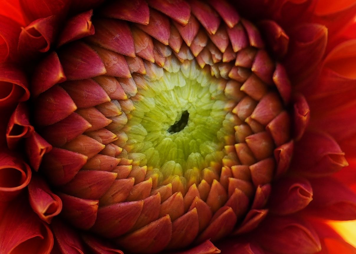 Fleurs