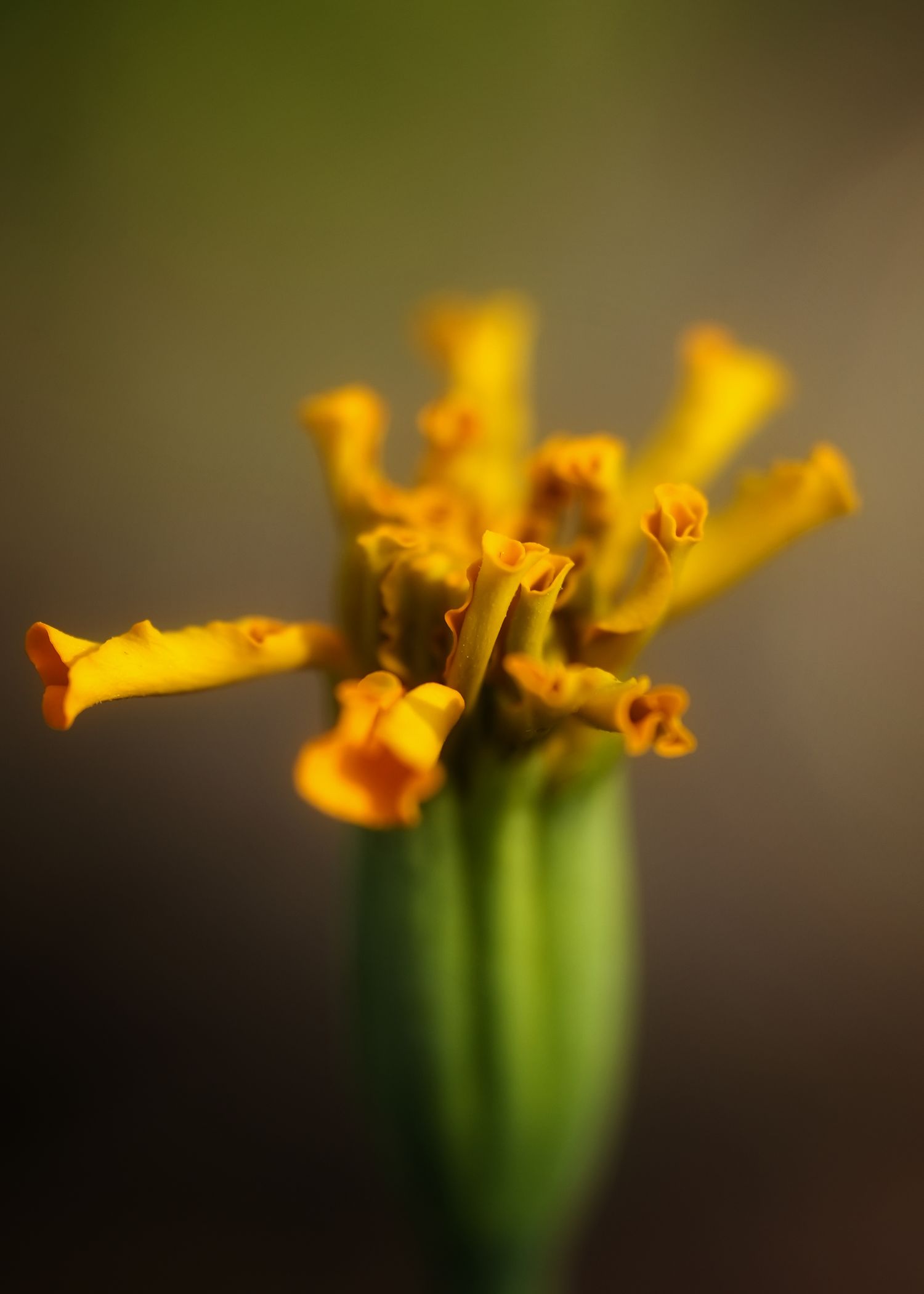 Fleurs