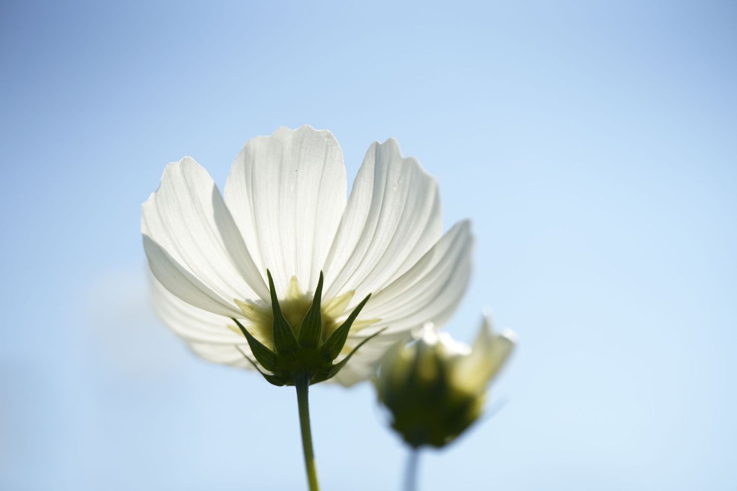 Fleurs