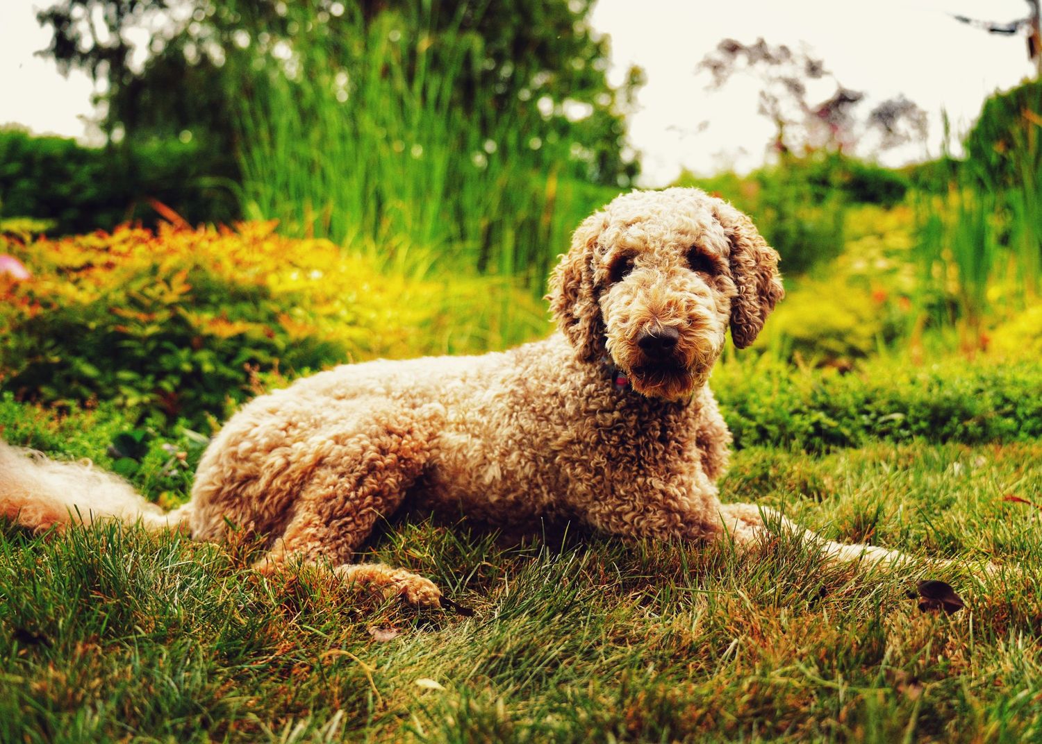 Photos d'animaux de compagnie