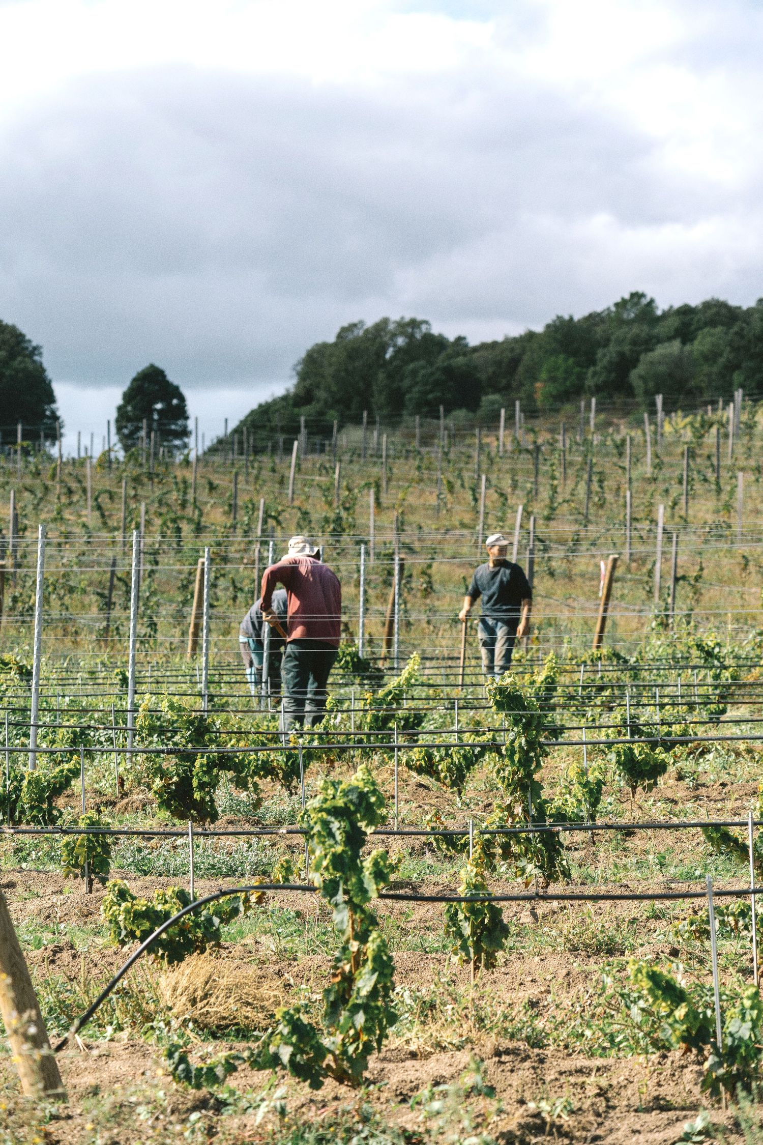Two workers tending rows of grapevines in a lush vineyard on a cloudy day, with trees visible in the background.
