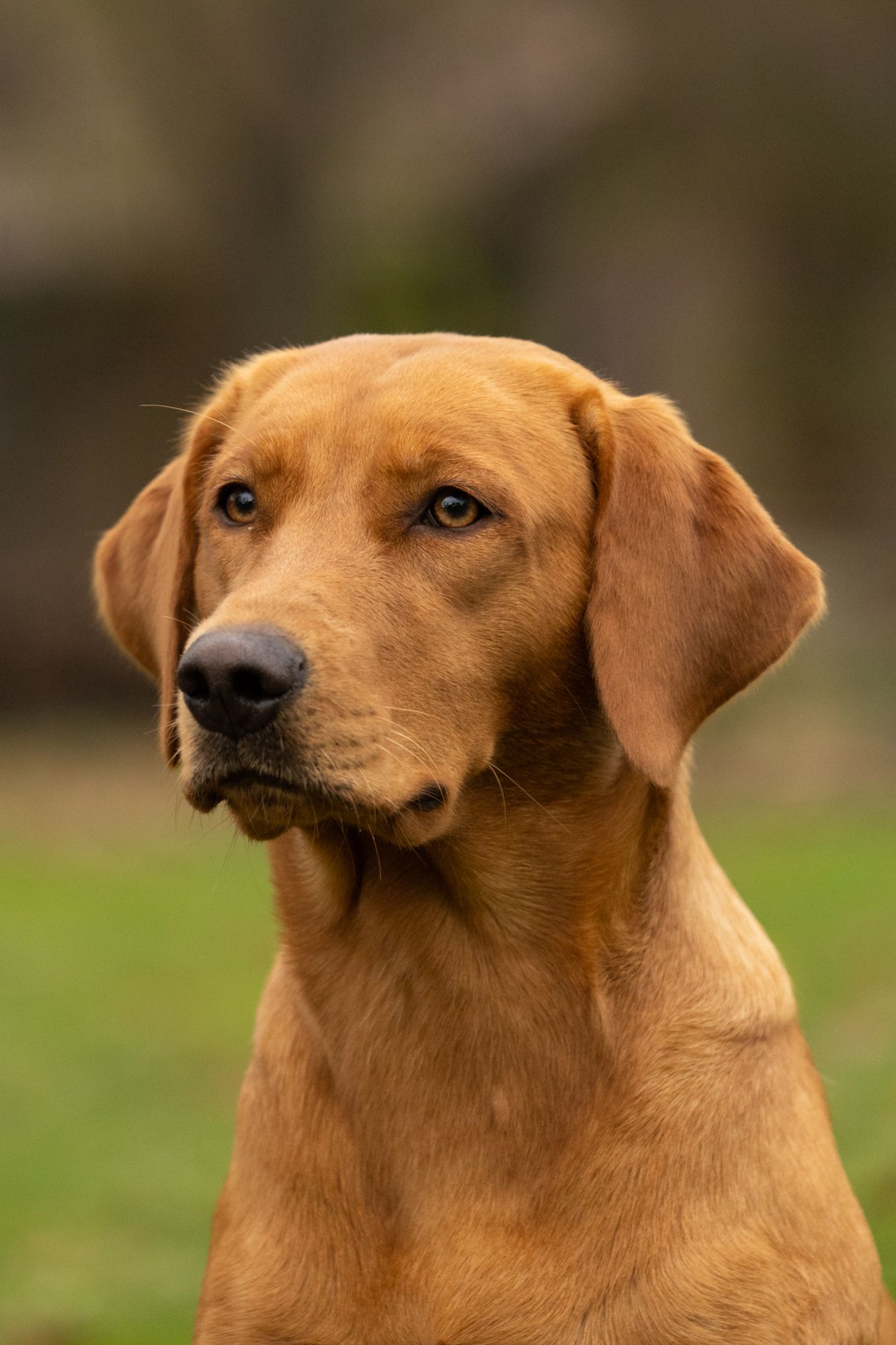 Field trail labrador portret