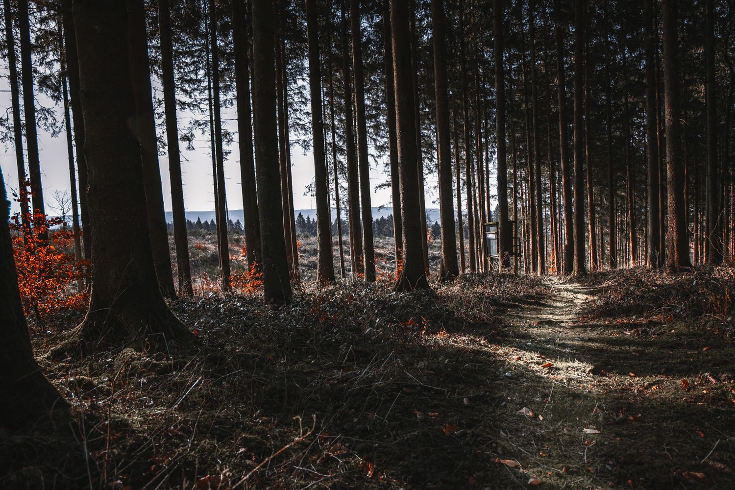 Bos in de Eifel, Duitsland