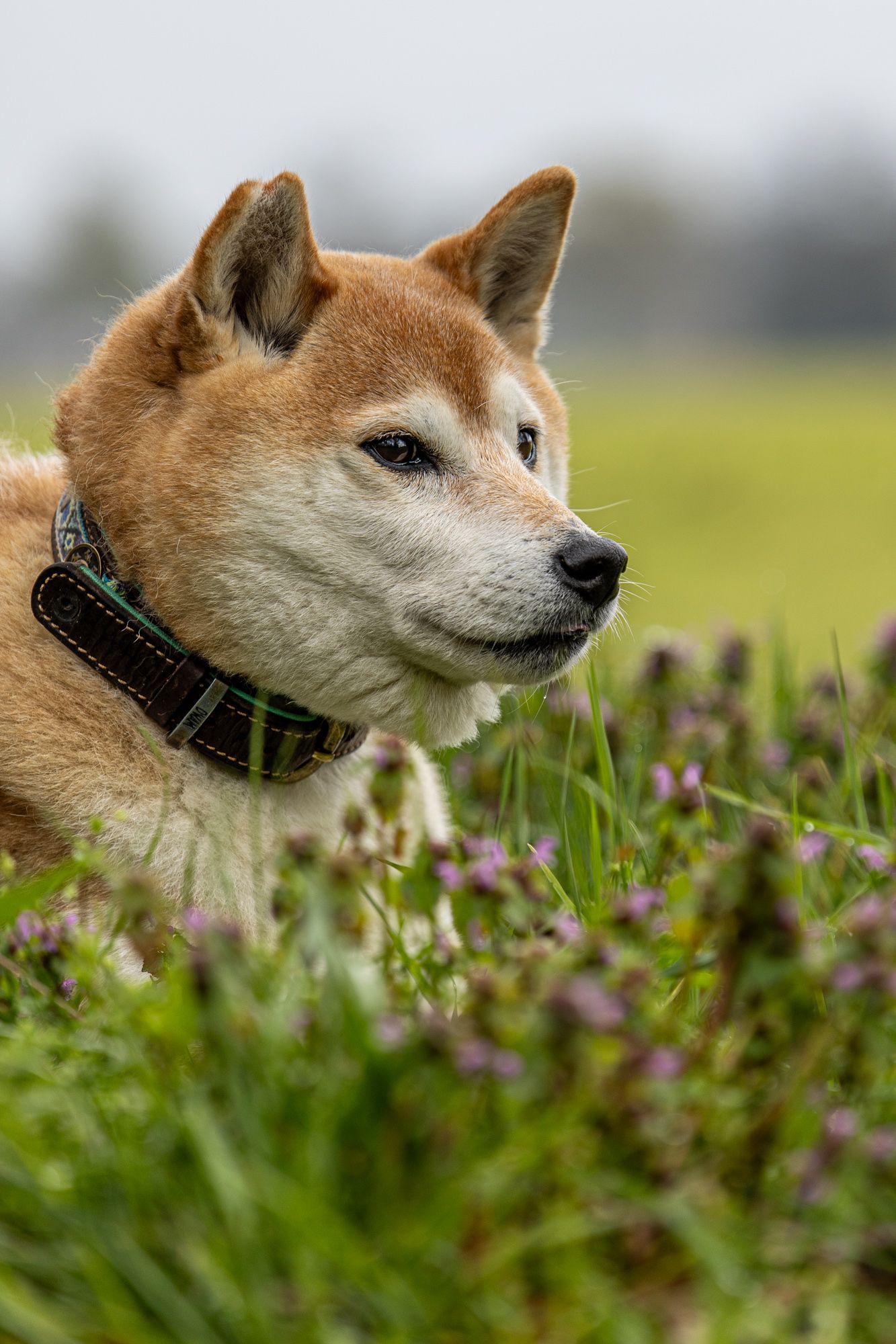 Hokkaido portret