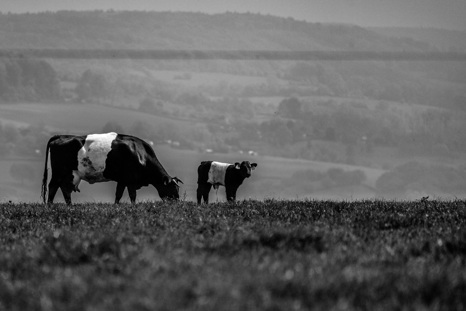 Lakefelder runderen in Zuid Limburg