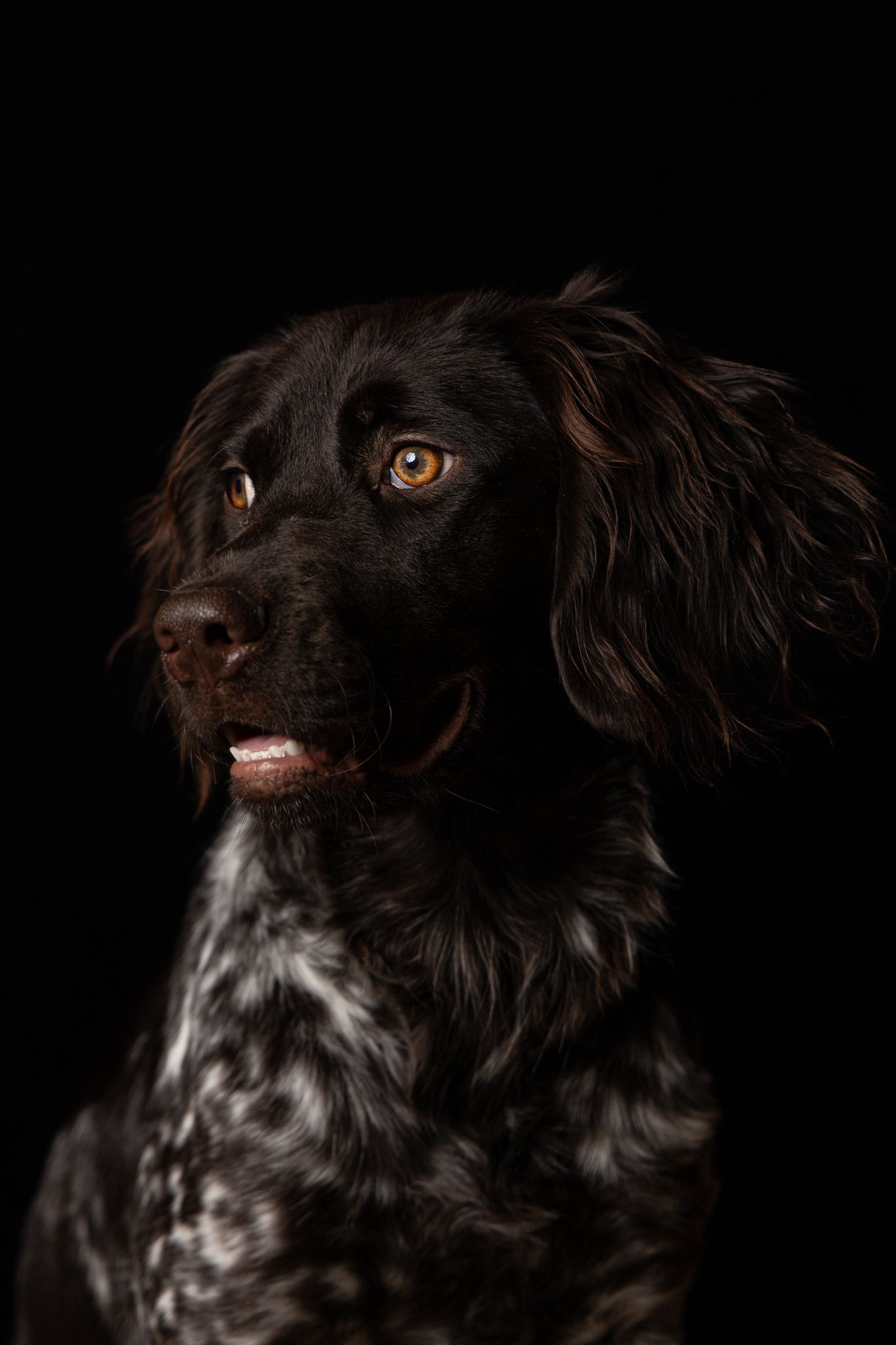 Heidewachtel portret