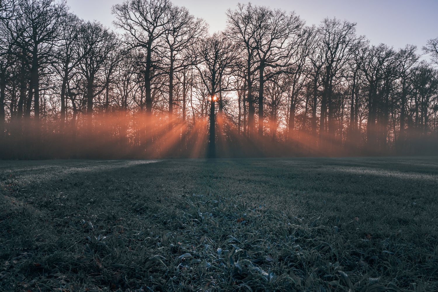 Zonnestralen door de bomen