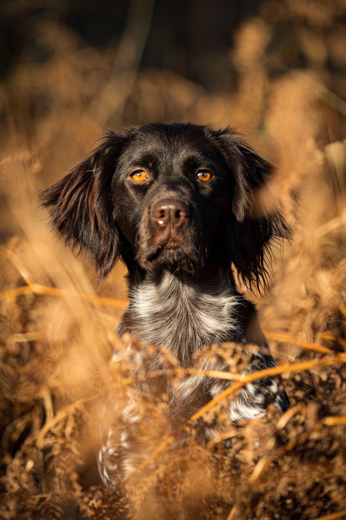 Heidewachtel portret
