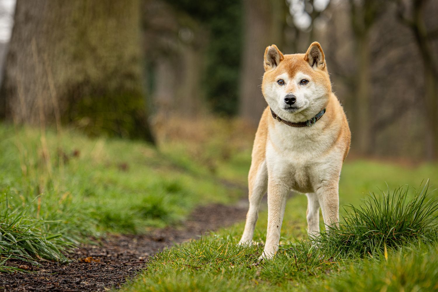 Hokkaido op een bospad