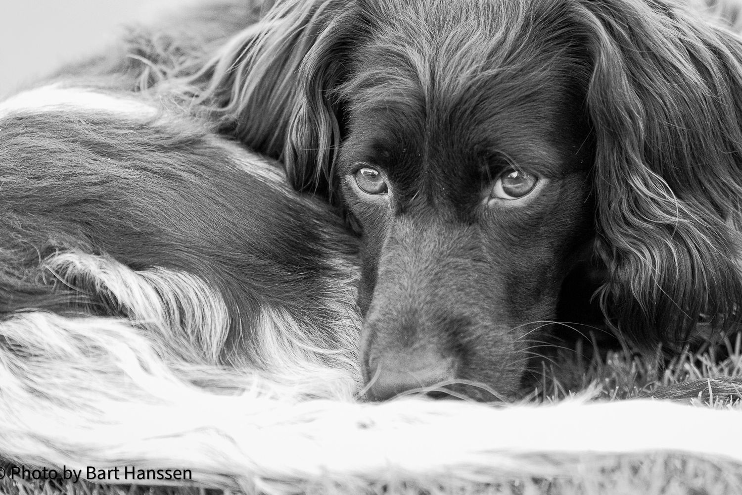 Heidewachtel portret