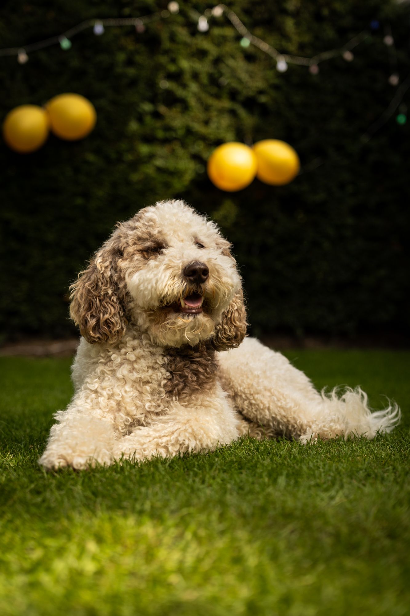Labradoodle portret