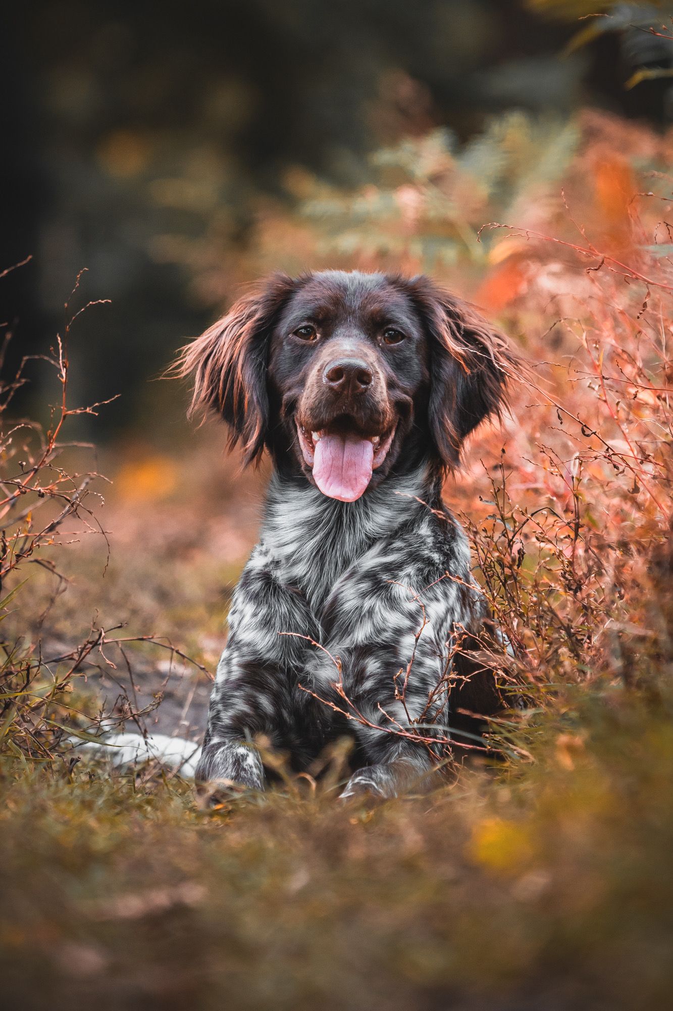 Heidewachtel portret