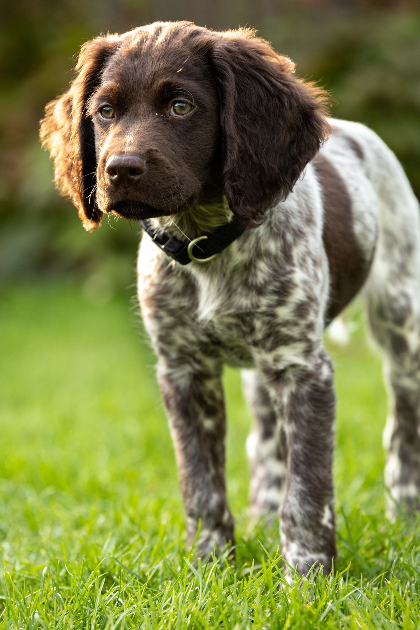 Heidewachtel pup
