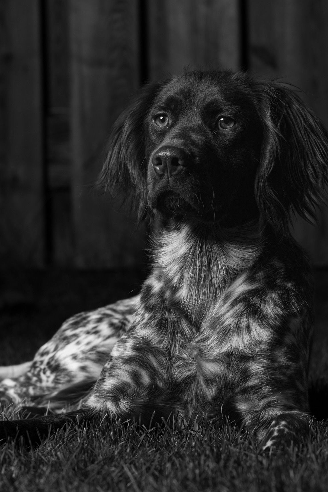 Heidewachtel portret