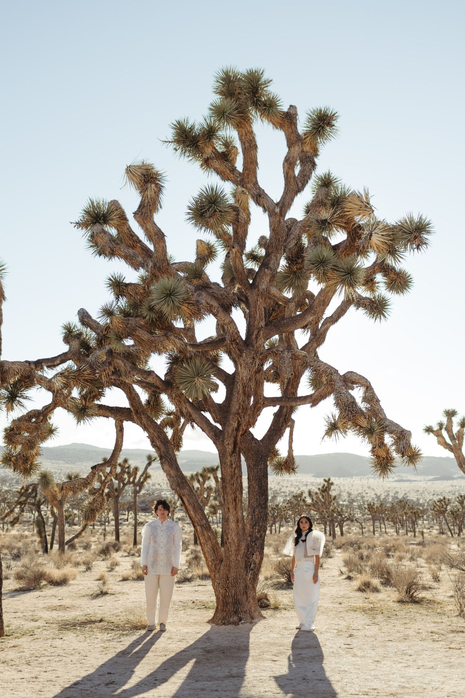 couple stands under a huge joshua tree for shade in the high sun during their engagement photos in joshua tree national park