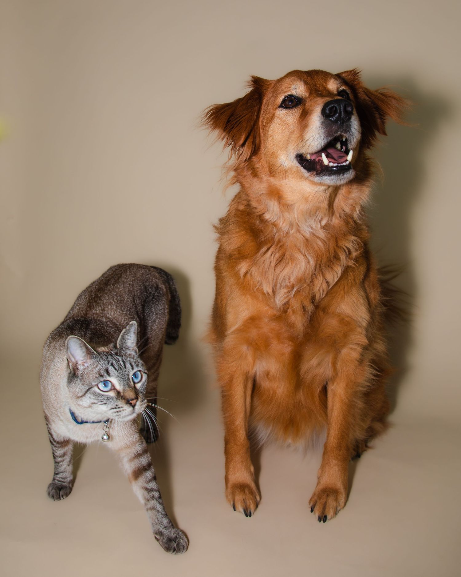 Playful pet portrait series featuring a ginger dog and grey cat lying together on beige background.