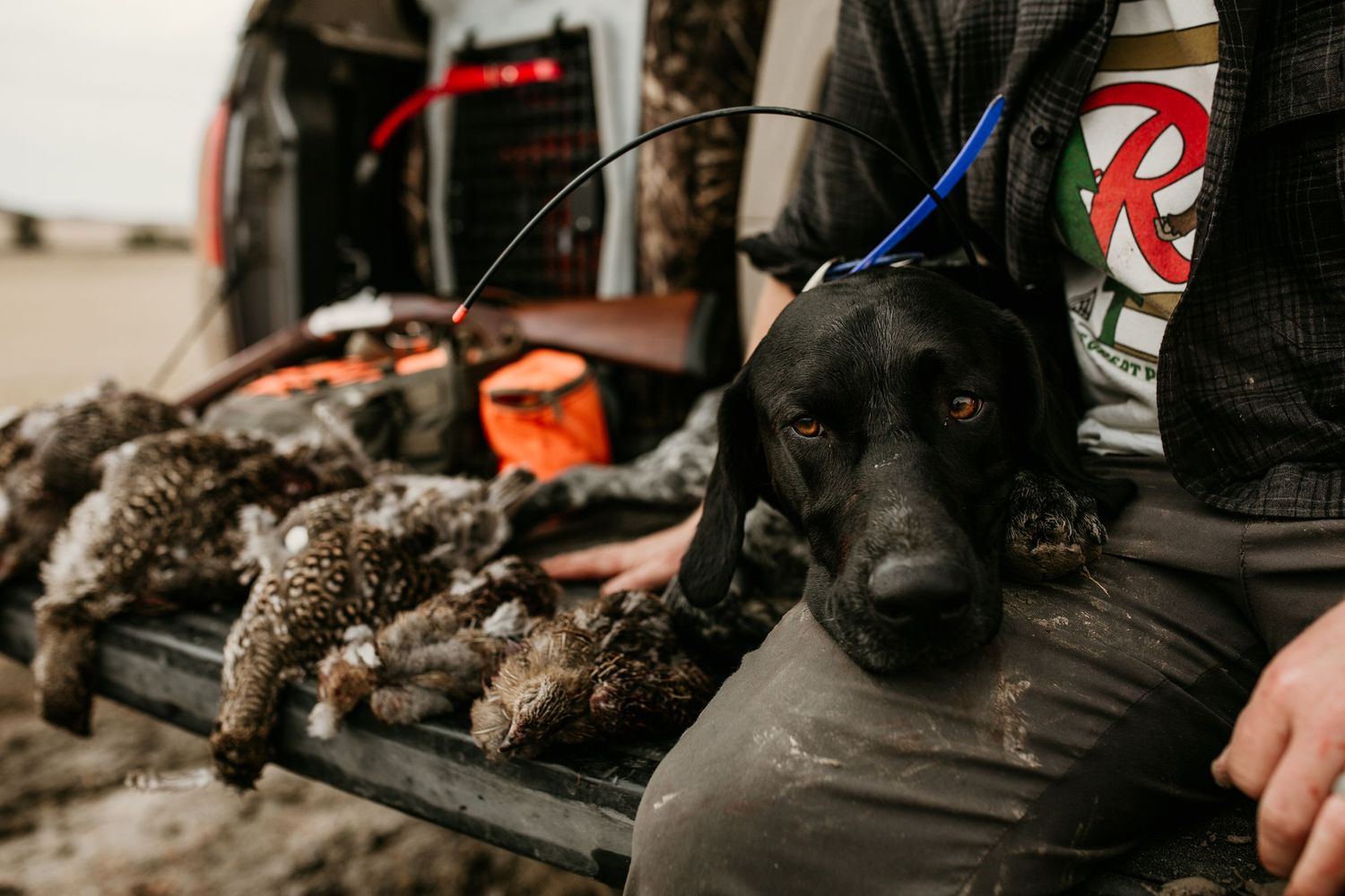 image of upland bird hunter sittting on tailgate with his dog and harvested birds