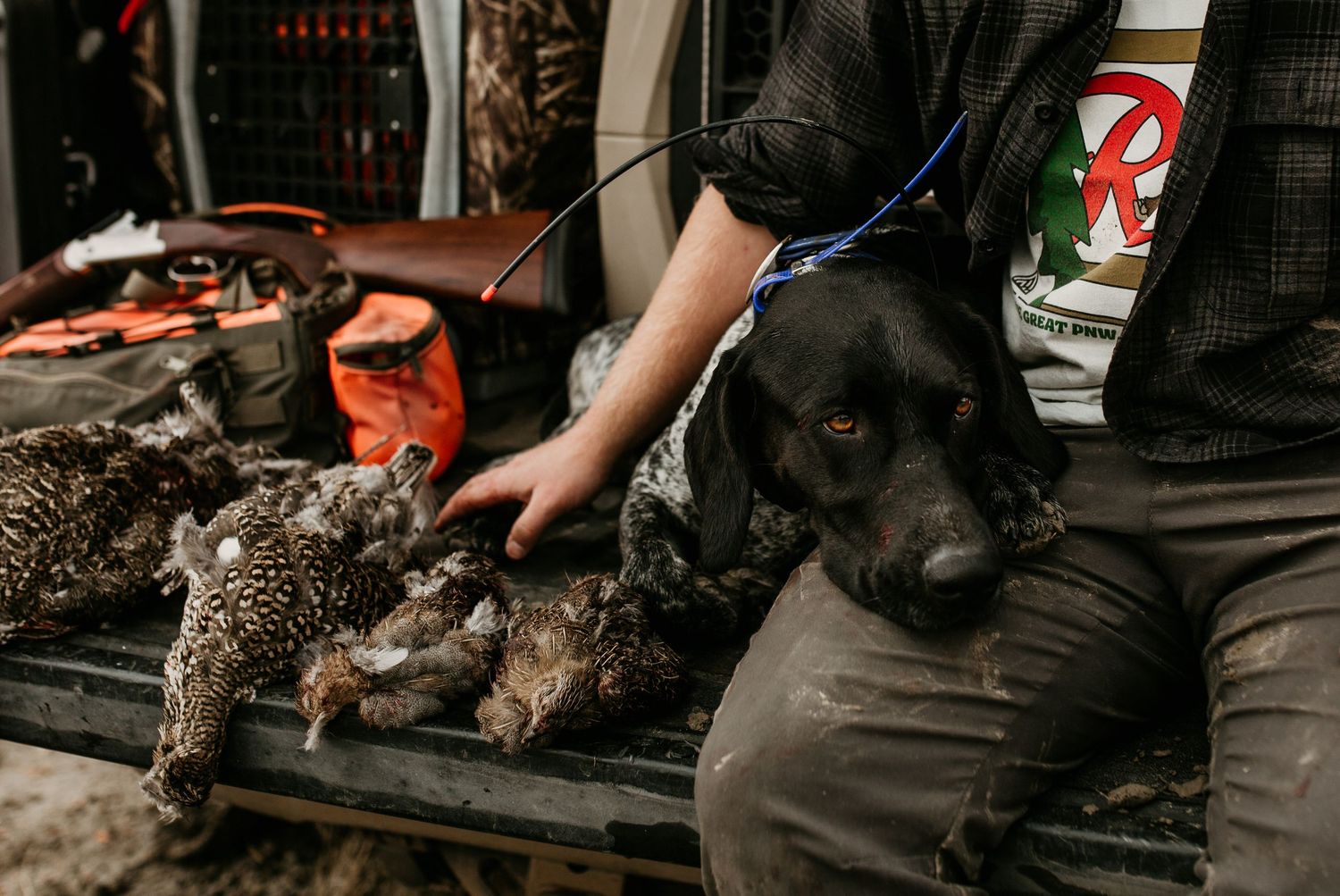 image of upland bird hunter sittting on tailgate with his dog and harvested birds