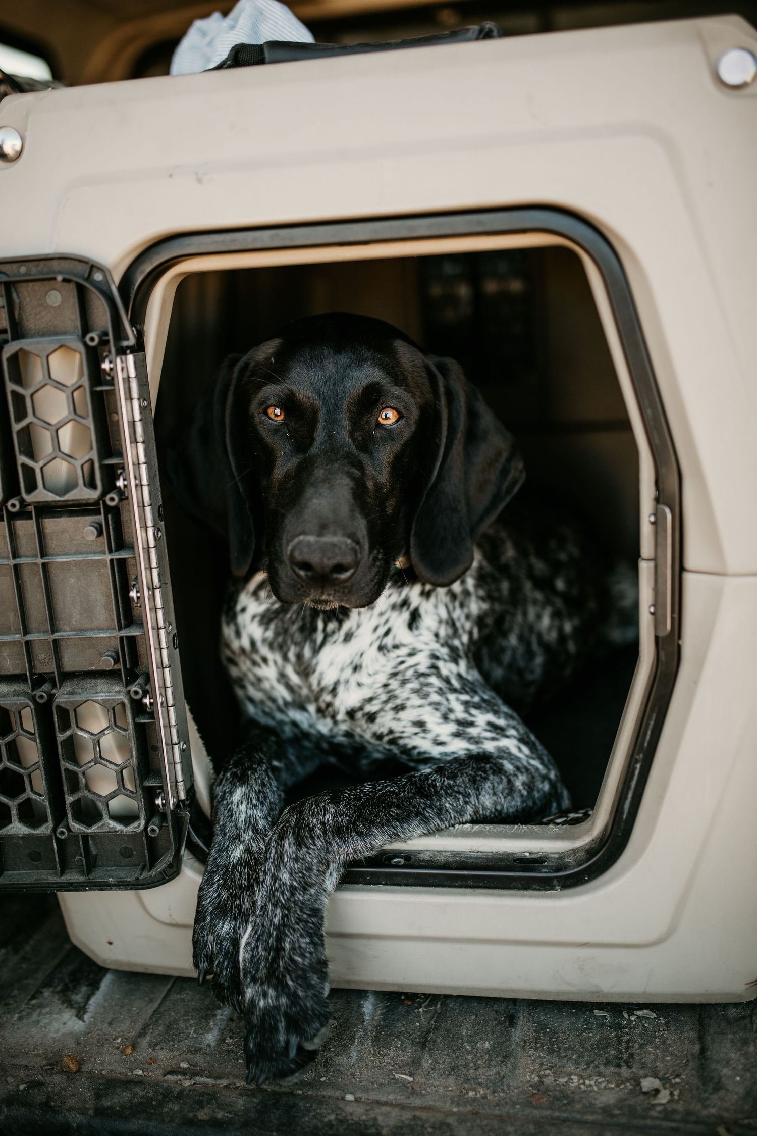 image of dog laying in a dog kennel with door open