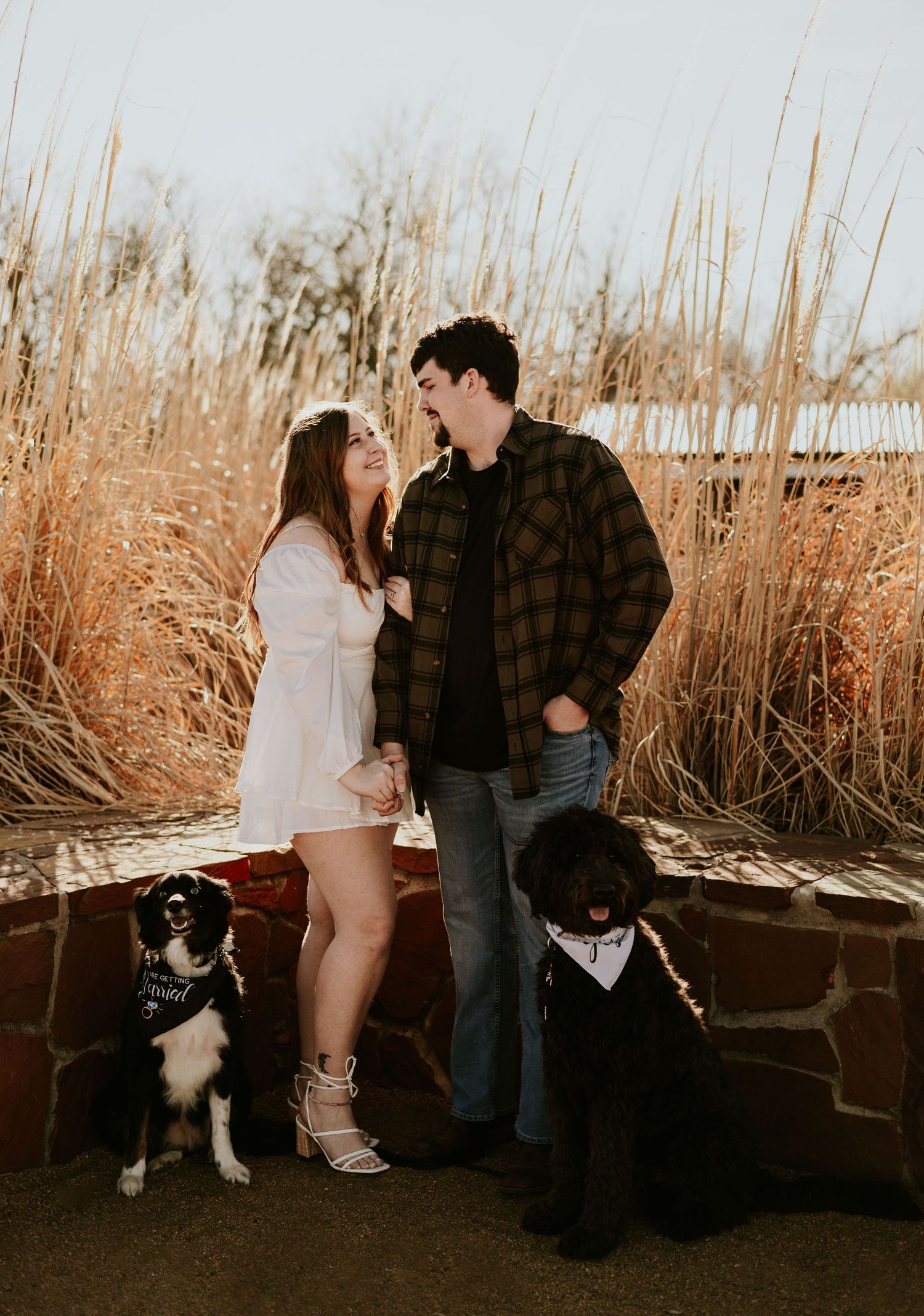 Couple gazing lovingly at each other with two dogs beside them in golden tall grass.
