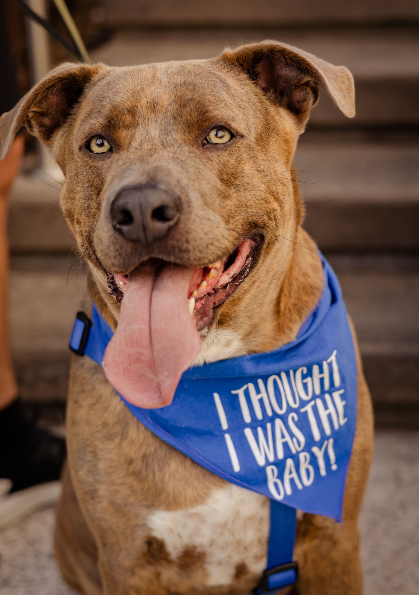 Happy brown pit bull dog wearing a blue 'I Thought I Was The Baby' bandana.