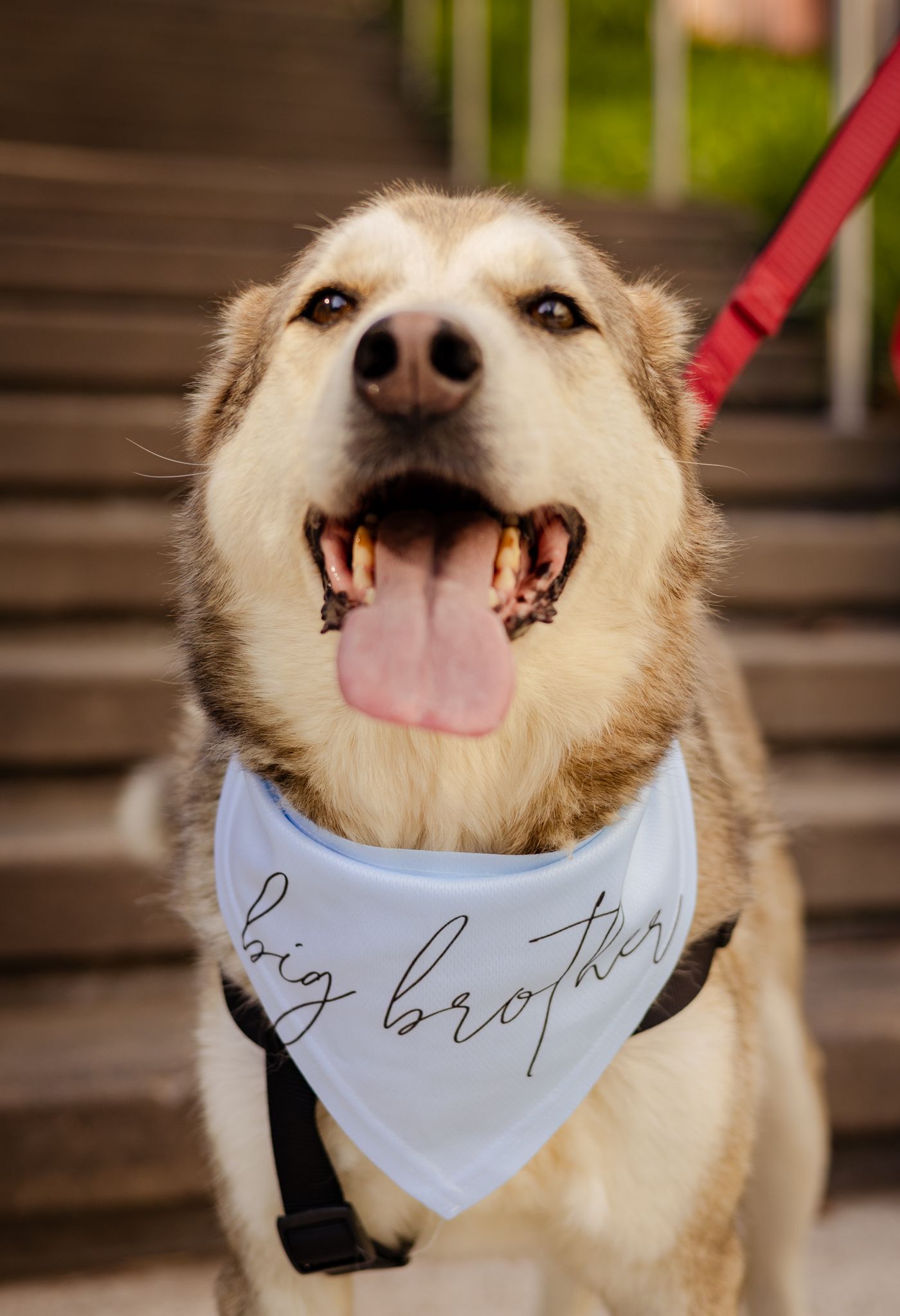 Smiling dog wearing a white 'Big Brother' bandana on a leash.
