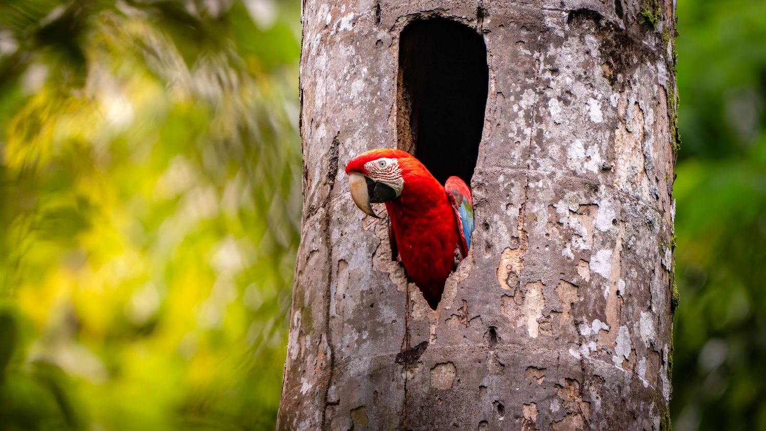 A vibrant scarlet macaw perches inside a hollow tree trunk surrounded by lush green tropical forest foliage.