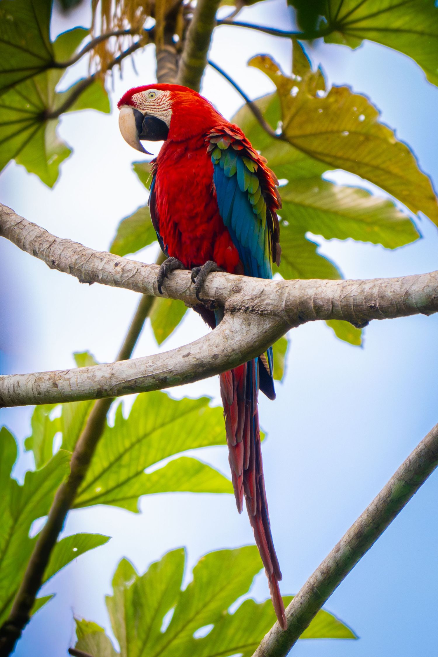 A vibrant red and blue macaw perches on a tree branch against a backdrop of green leaves and blue sky.