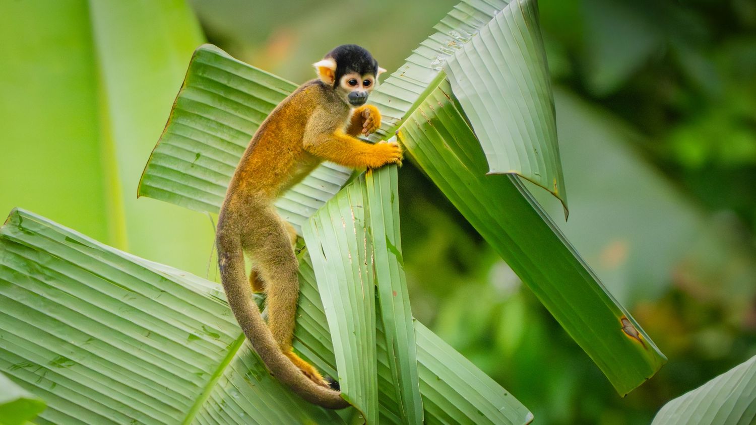 Squirrel monkey clinging to a large leaf in a tropical rainforest