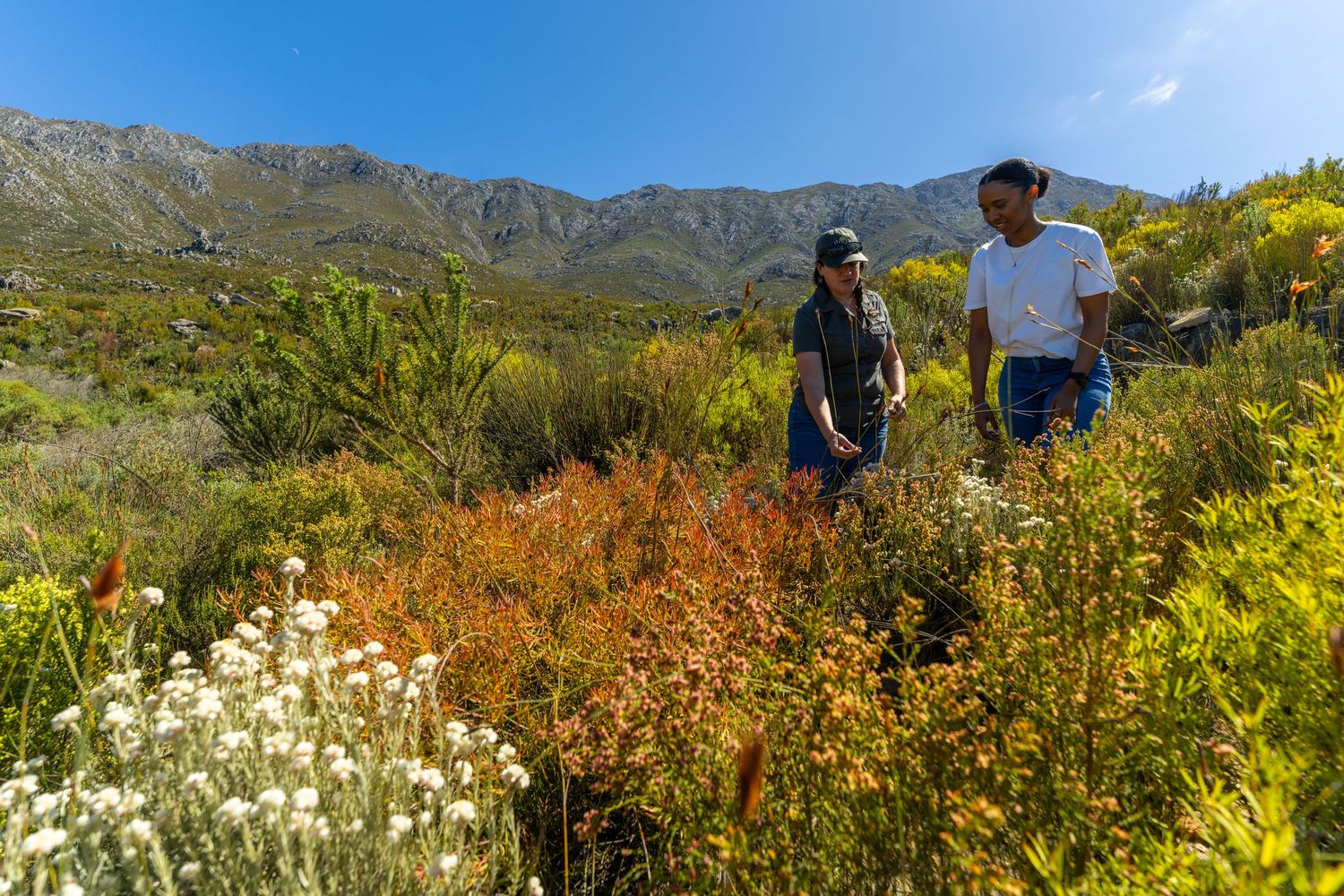 Scenic mountain landscape with wildflowers and hiking trails during autumn season.
