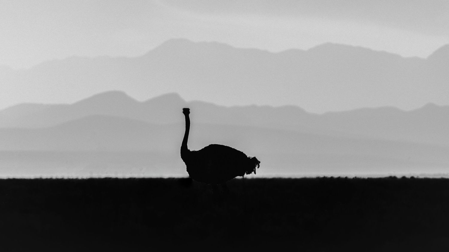 Silhouette of an ostrich against layered mountain ranges in a dramatic black and white landscape photo.