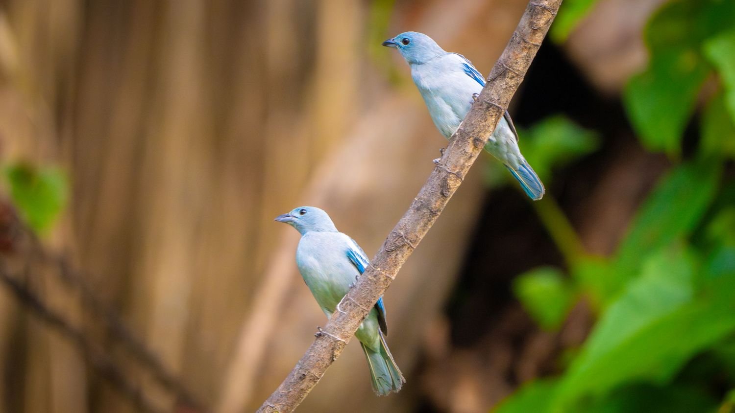 Two blue birds perched on a branch in Peru rainforest, wildlife photography by Ruan Lamprecht