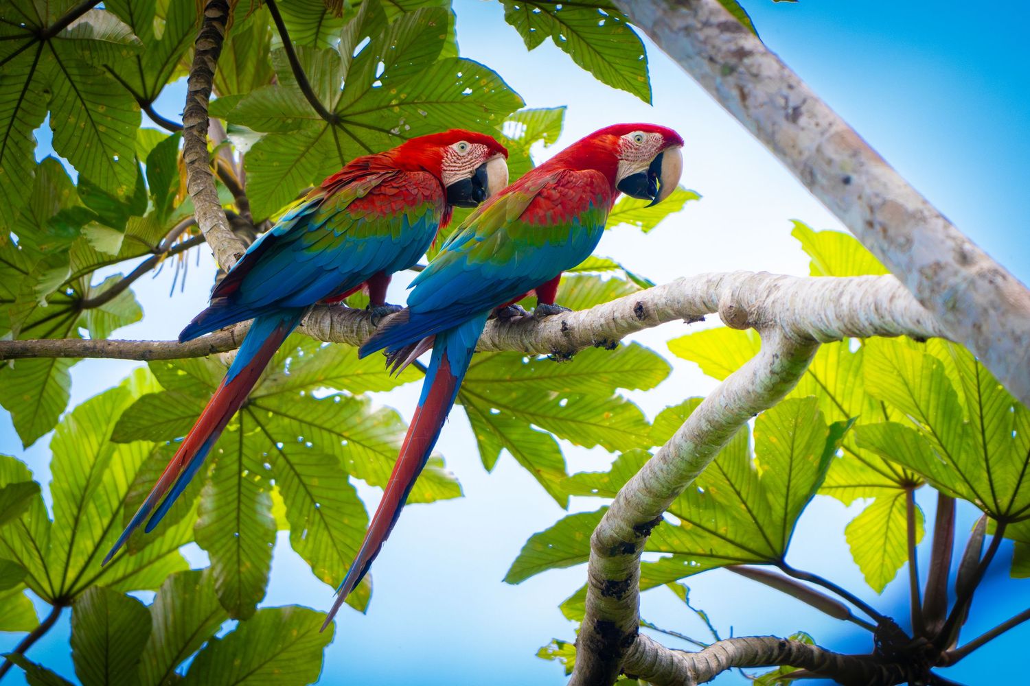 Pair of scarlet macaws perched on a tree branch in the Peruvian rainforest