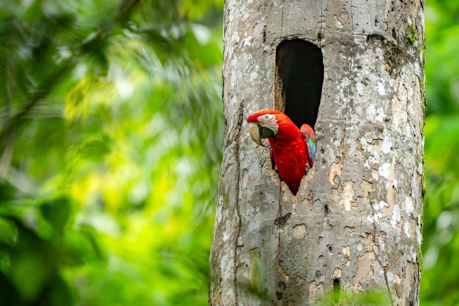 Scarlet macaw peeking from a tree nest in the Peruvian rainforest, wildlife photography