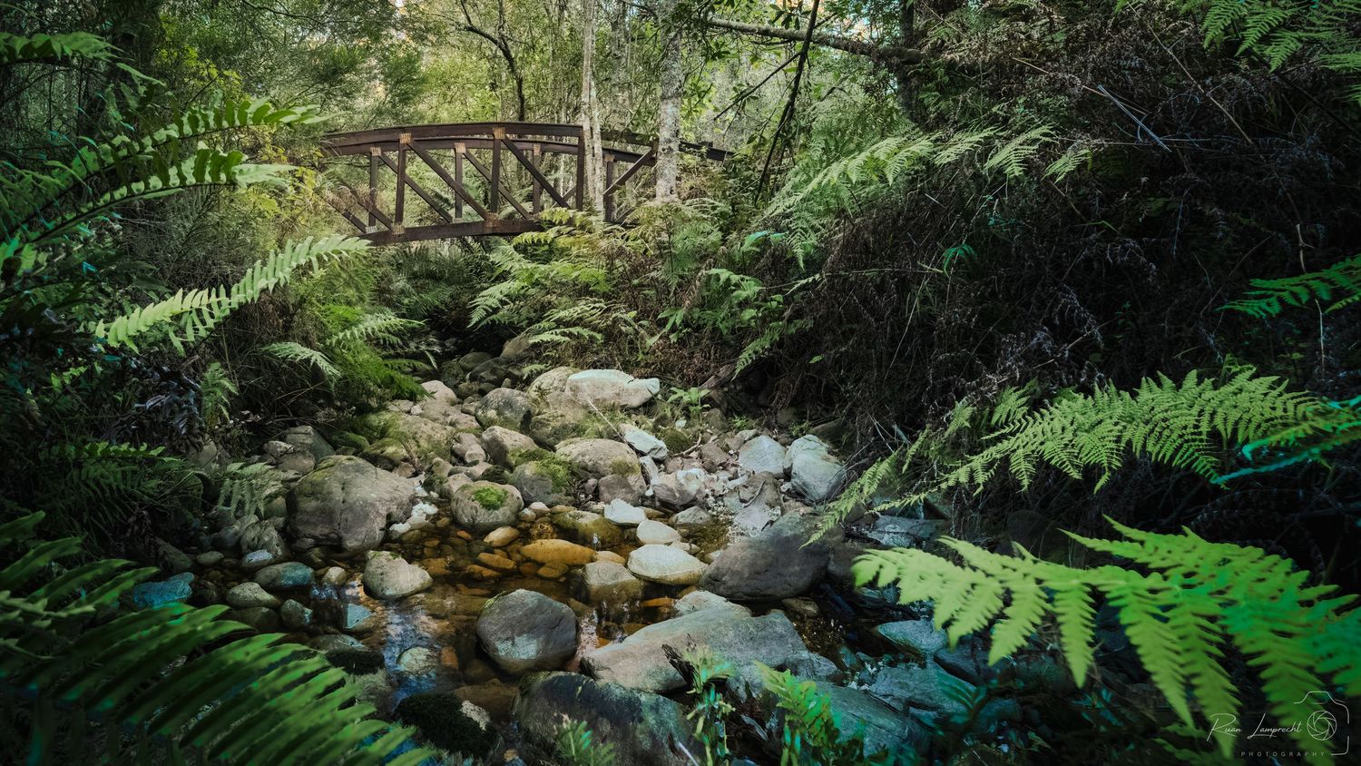 A rustic wooden bridge over a rocky stream surrounded by lush green ferns in a dense forest.