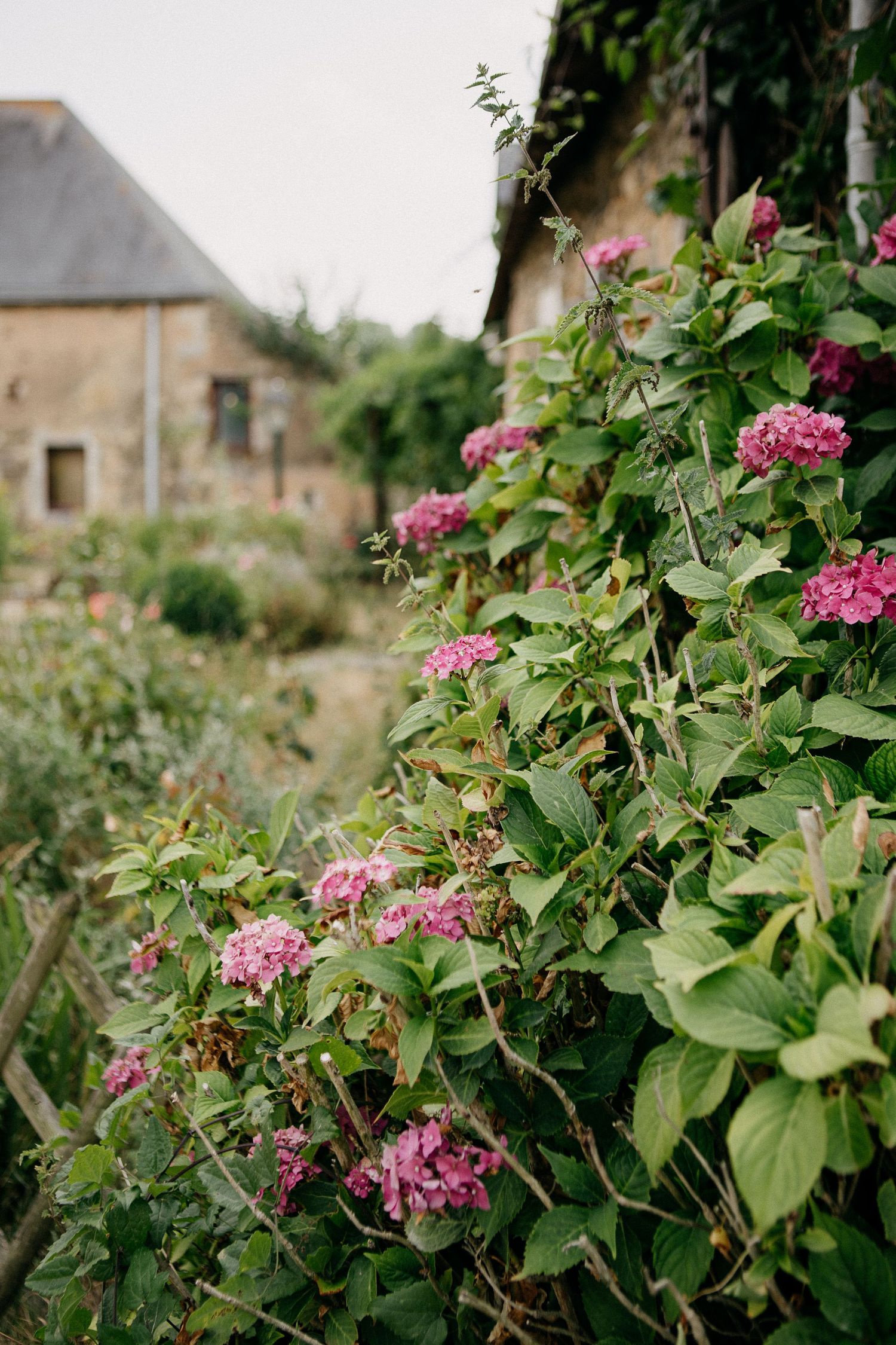 Pink hydrangeas bloom along a rustic stone cottage wall in a lush green countryside garden.