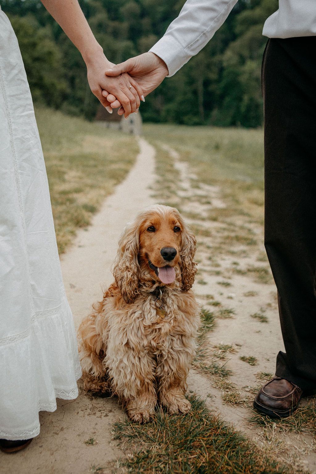 A golden cocker spaniel sits on a path between a couple holding hands in a scenic outdoor setting.