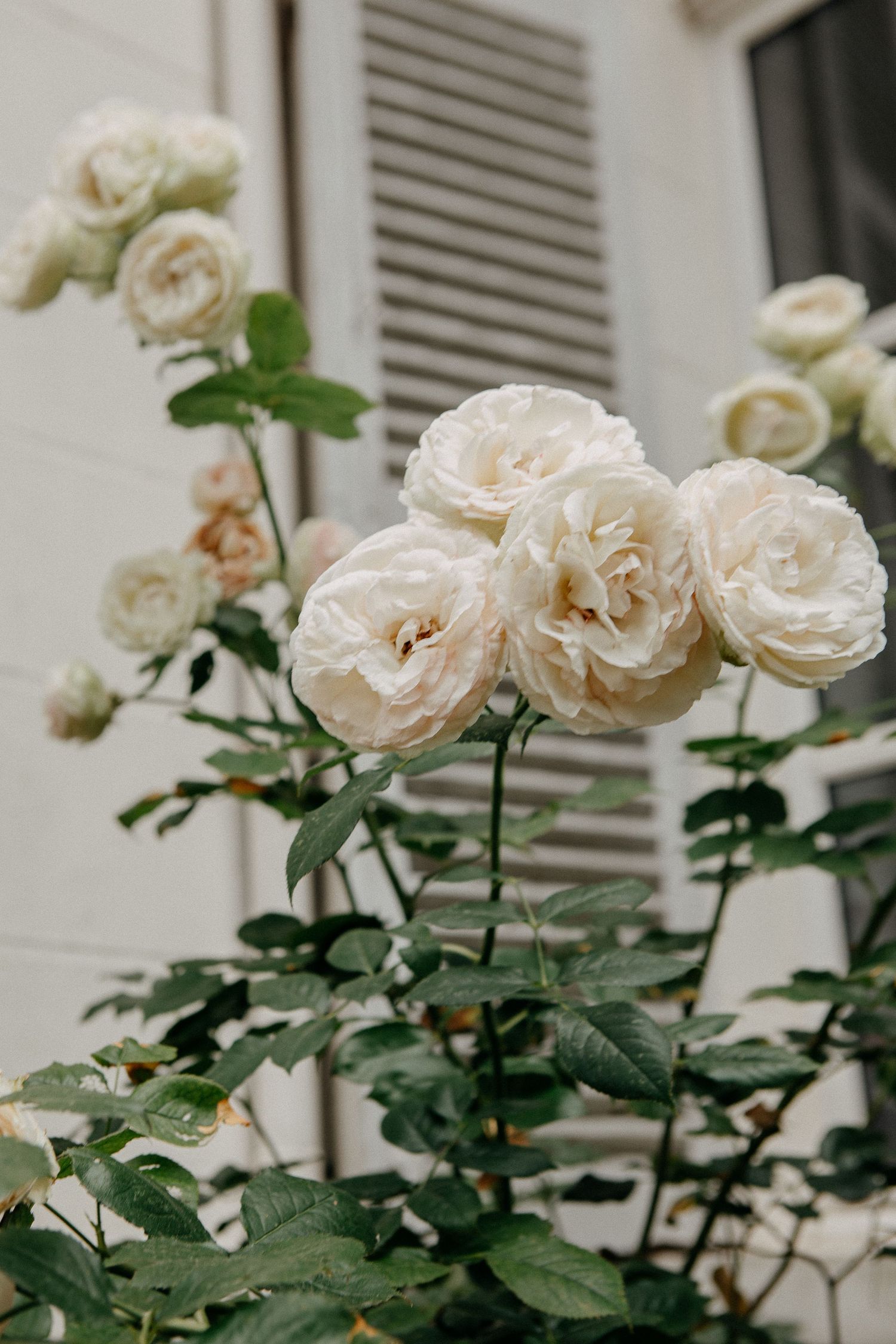 Clusters of creamy white garden roses in full bloom growing on a bush near a white shuttered window.