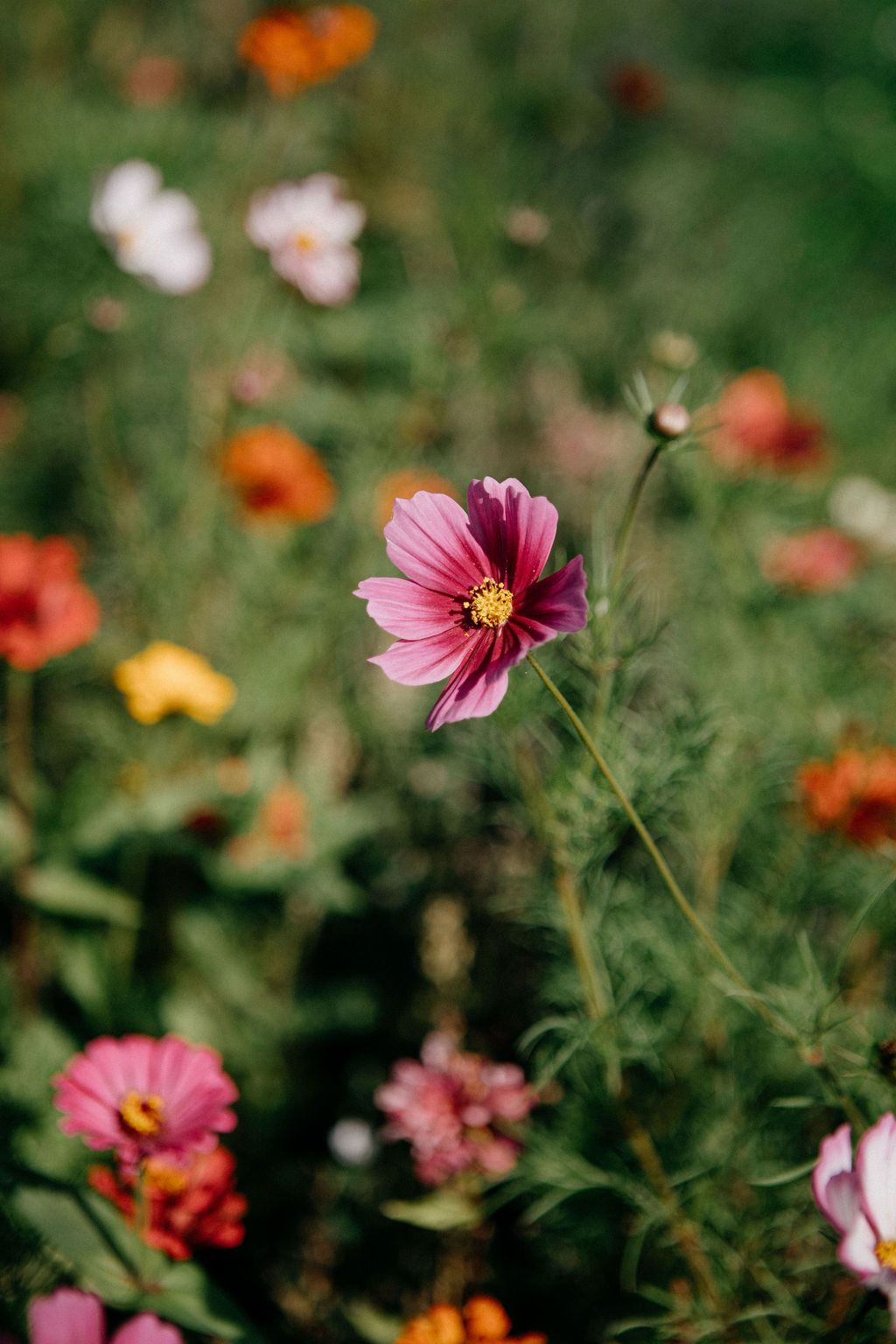 Close-up of a delicate pink cosmos flower in a vibrant wildflower garden with soft bokeh background.