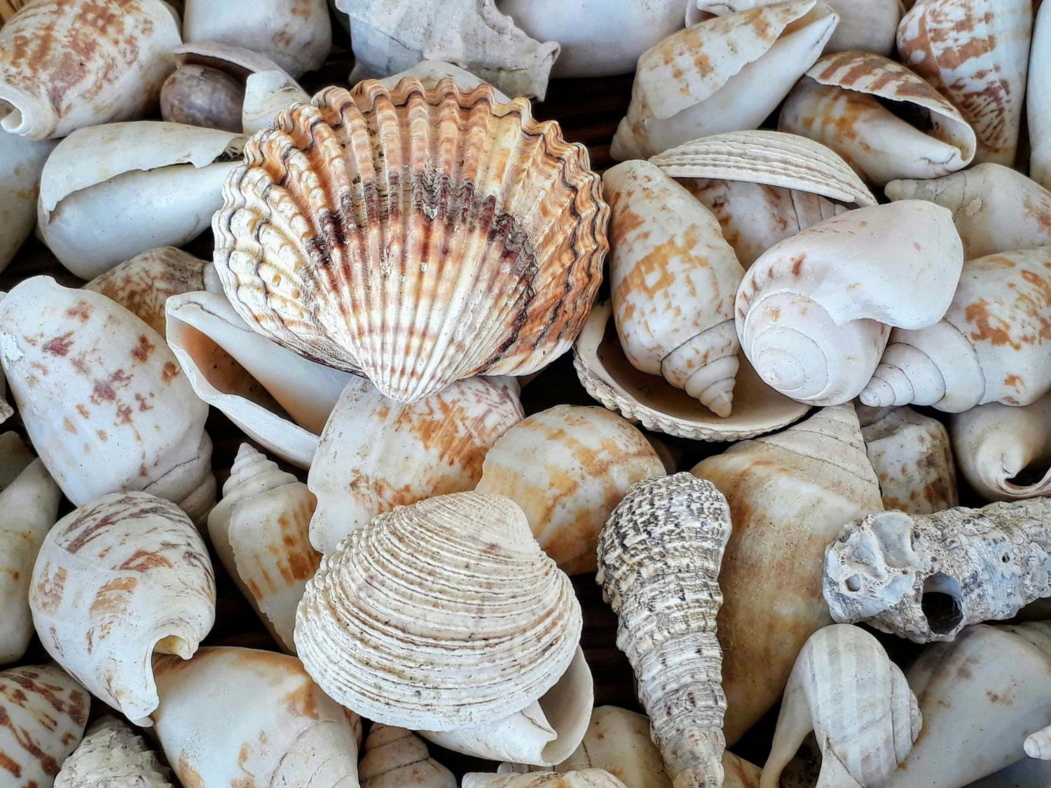 Close-up collection of various natural seashells in shades of white, beige, and brown piled together.
