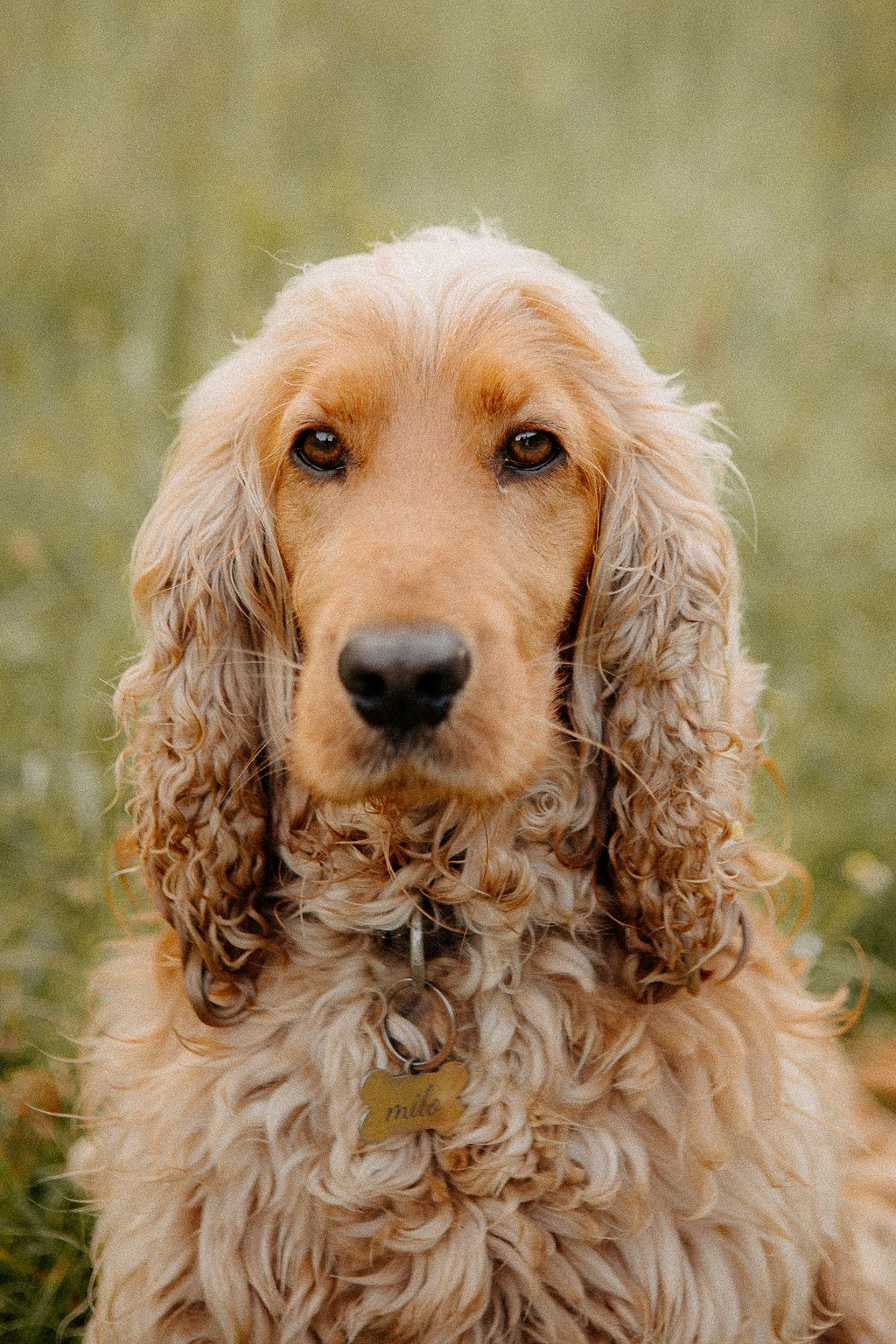 Portrait of a golden cocker spaniel with curly ears sitting in a lush green field.