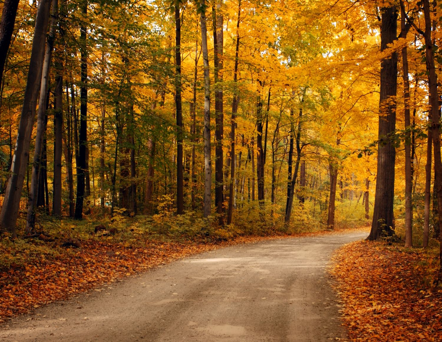 A winding forest road surrounded by vibrant autumn trees with golden yellow foliage and fallen leaves.