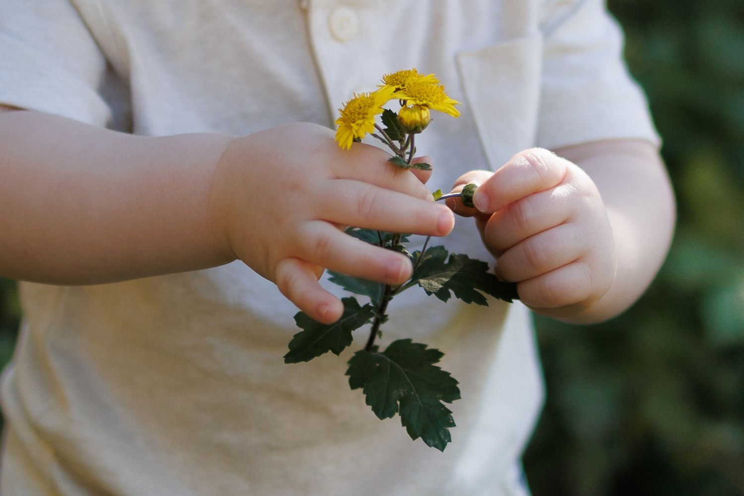 A little boy is holding flowers during a mini session in Lancaster, PA.