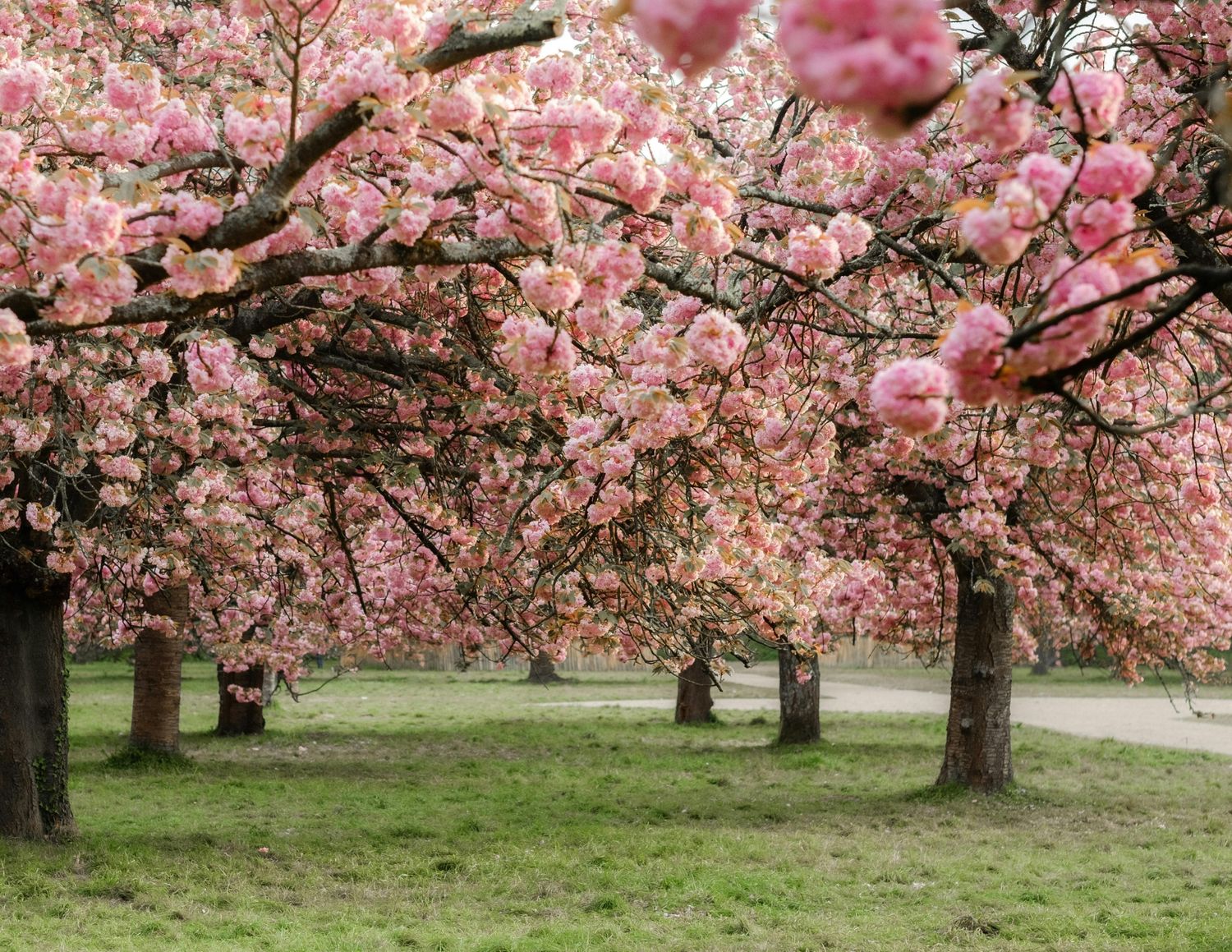 Pink cherry blossom trees in full bloom in a lush green park, creating a stunning canopy of flowers.