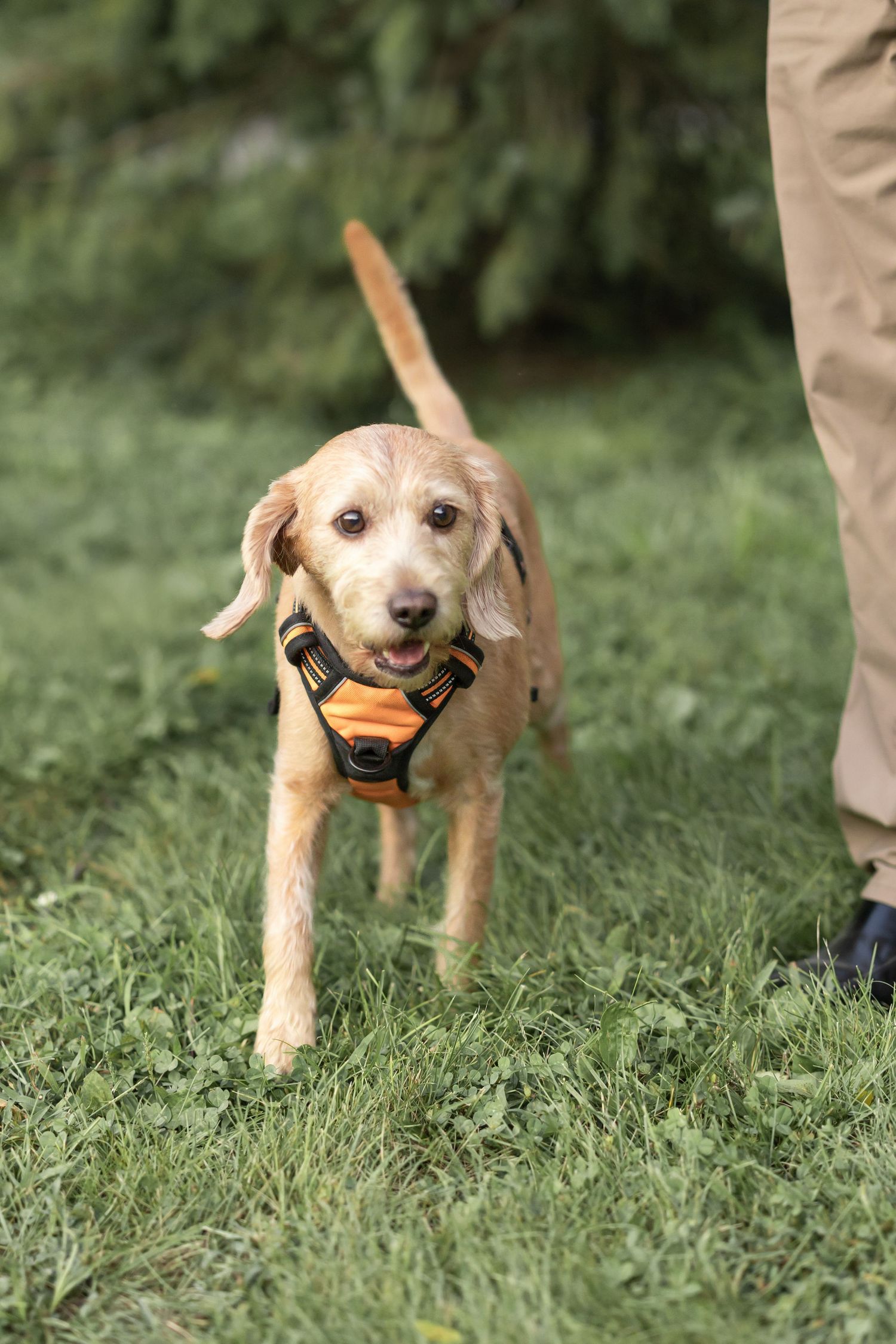 Playful golden retriever puppy running through grass with orange toy in mouth during outdoor training session.