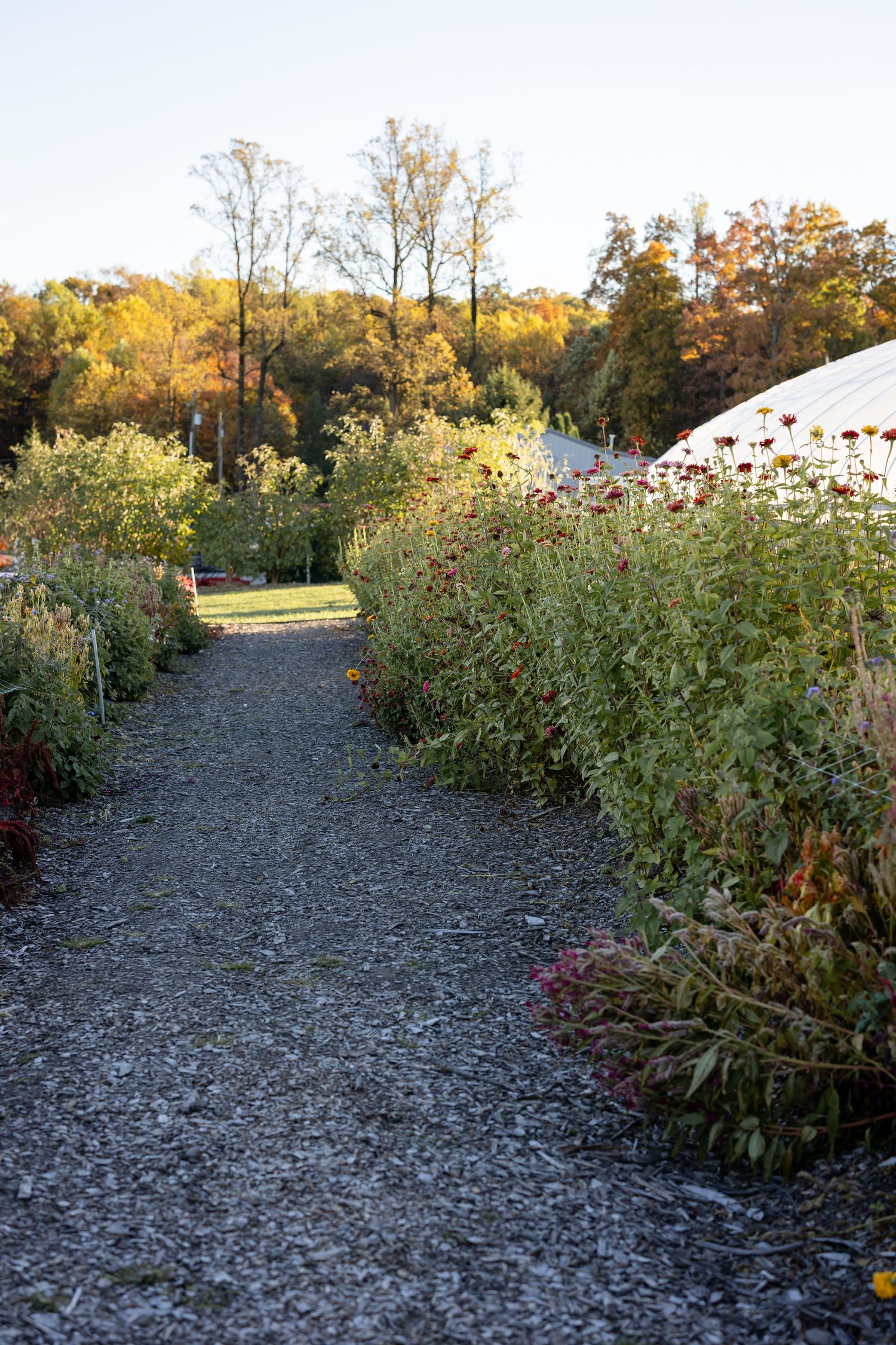 A gravel path winds through autumn gardens with tall brown seed heads and late-blooming flowers in golden afternoon light.