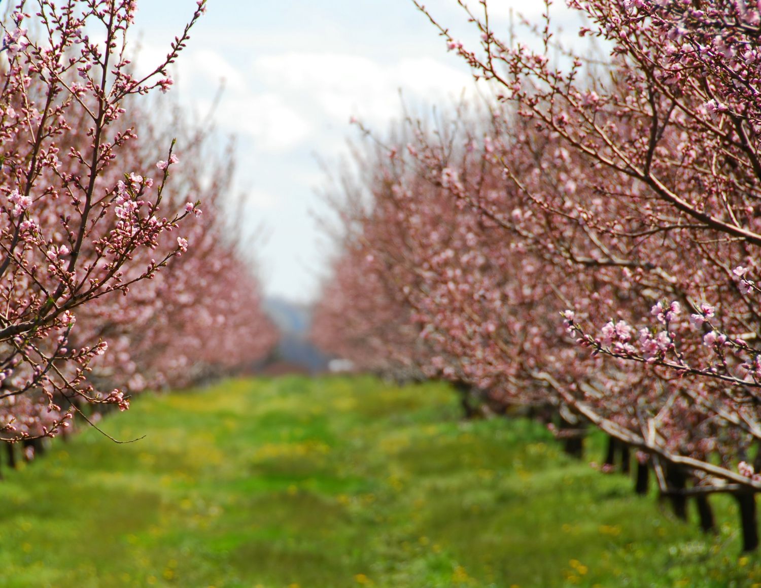Rows of blooming pink cherry blossom trees lining a green grass path in a scenic spring orchard.