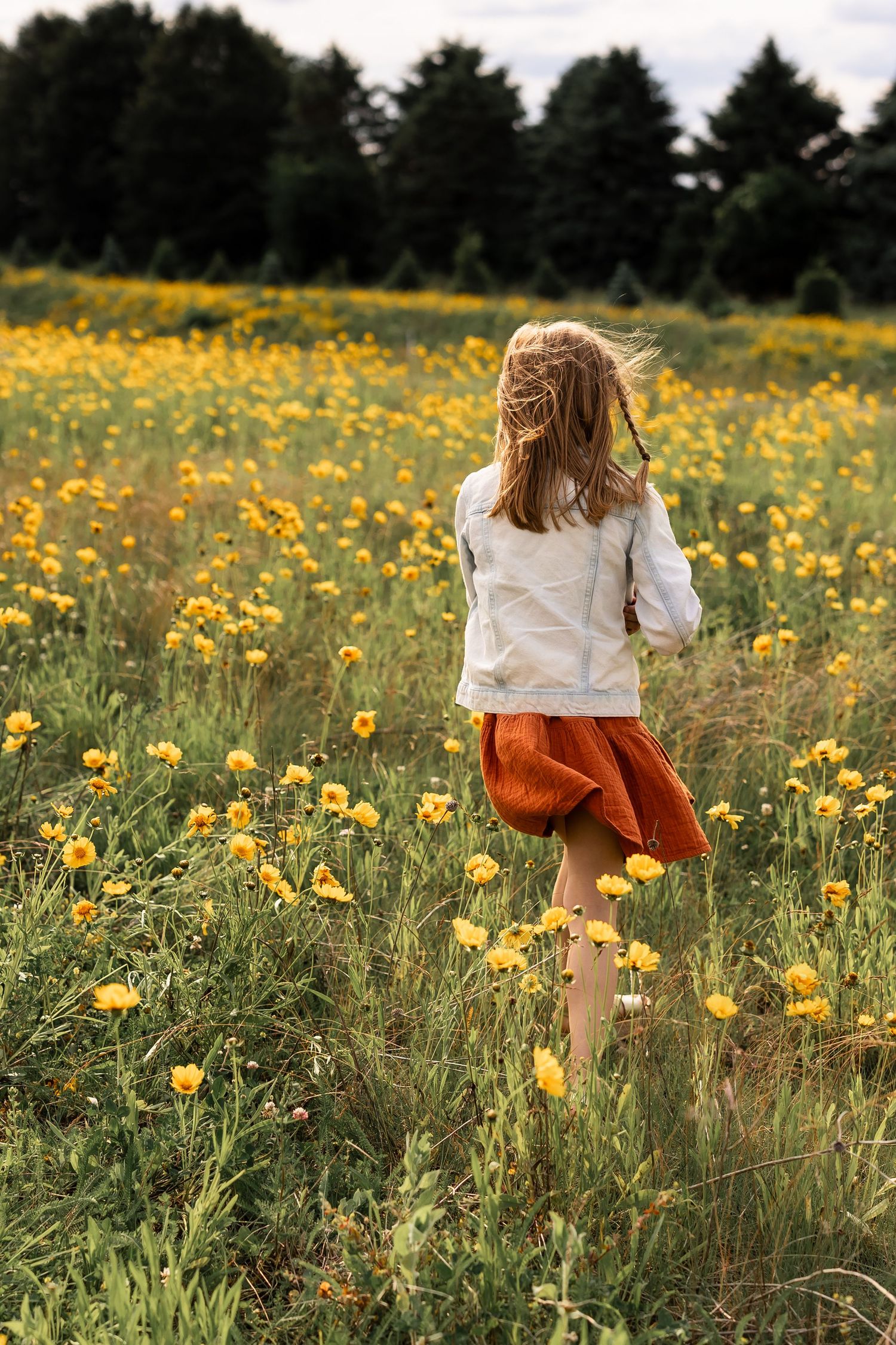 A young girl in a white jacket and rust skirt walks through a vibrant yellow wildflower field with evergreen trees behind.